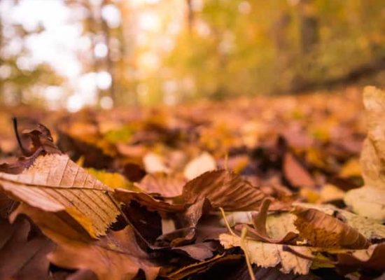 pexels-celine-j-5761811