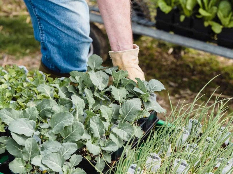 pexels-greta-hoffman-7729141