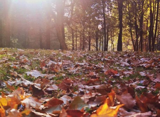 pexels-harshit-tiwari-273769 (2)